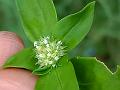 Pacific Buttonweed